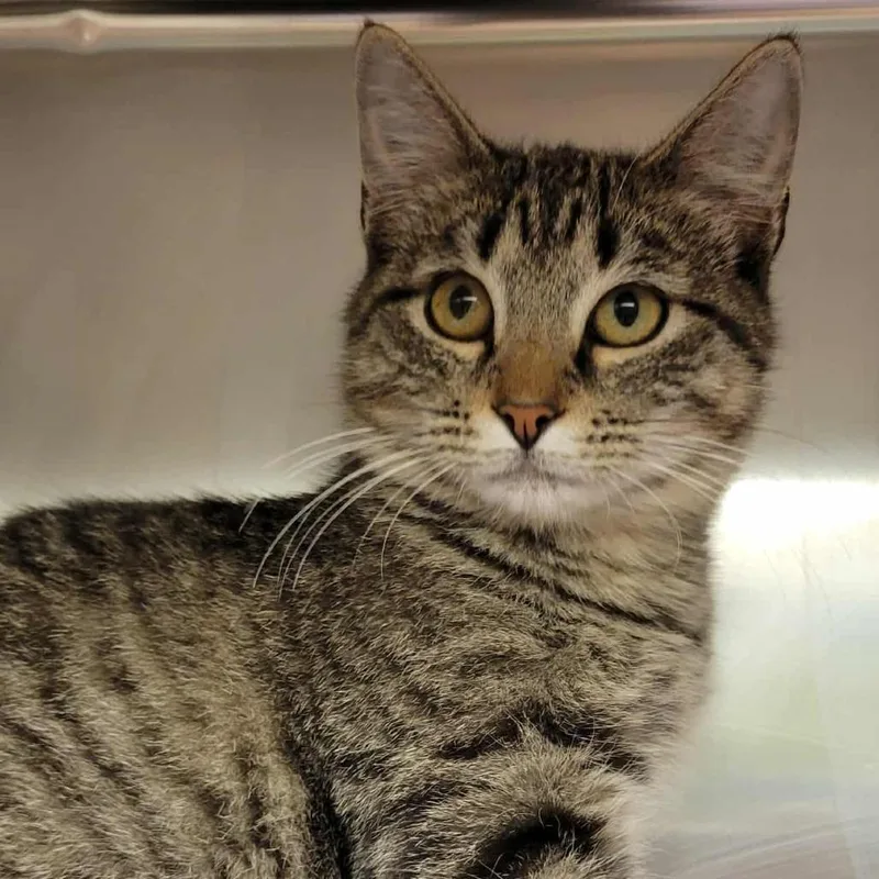 Anastasia thumbnail 4