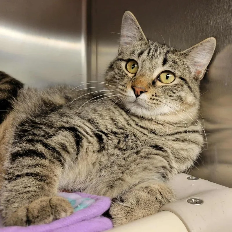 A young medium-sized female Brown / Chocolate Domestic Short Hair cat named Anastasia for adoption in Columbia, MO