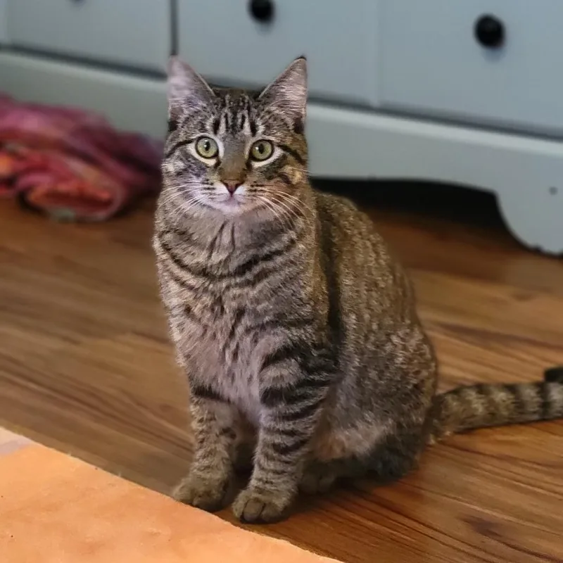 Anastasia thumbnail 5