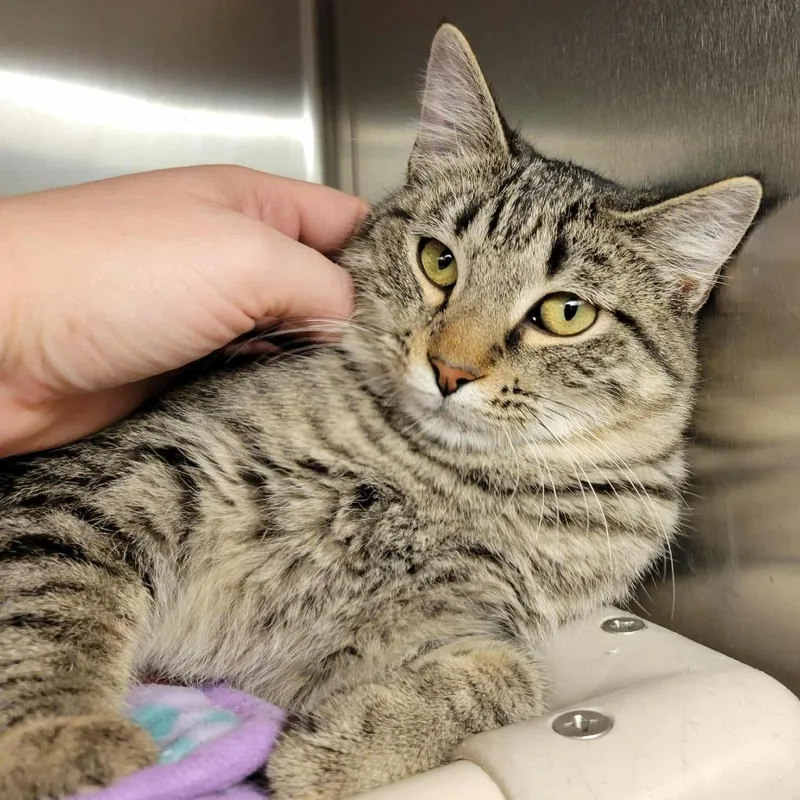 Anastasia thumbnail 6