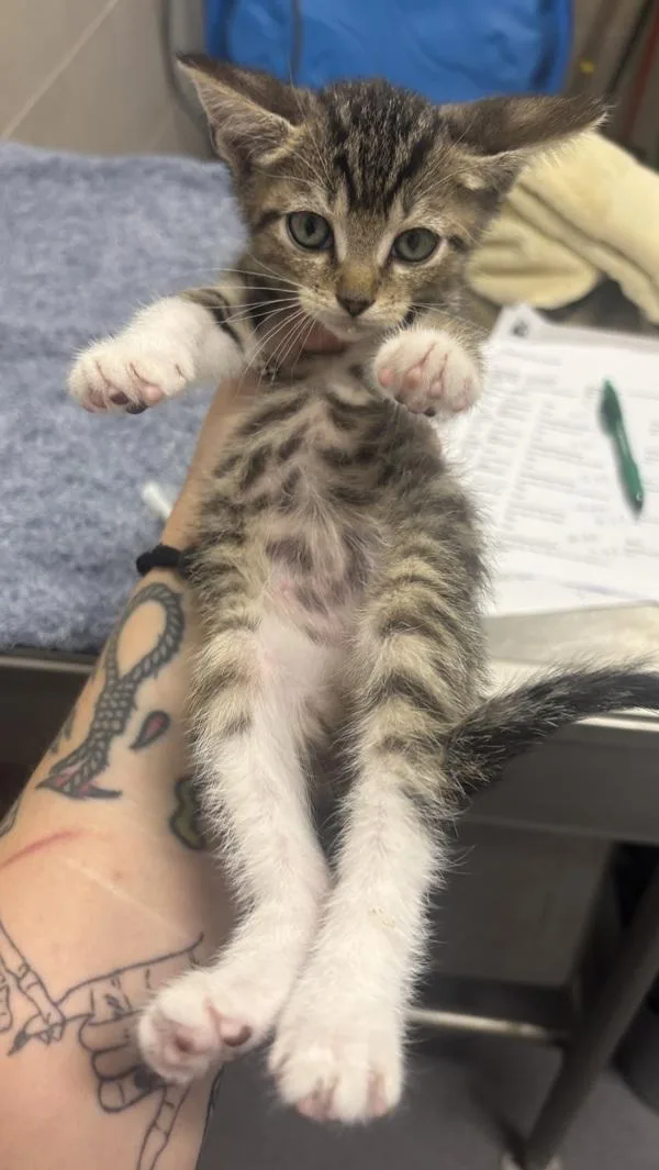 A baby small-sized male Domestic Short Hair cat named Elmer for adoption in Stratham, NH