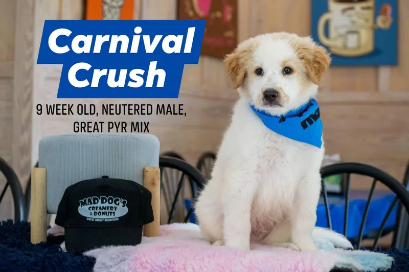 Carnival Crush thumbnail 3