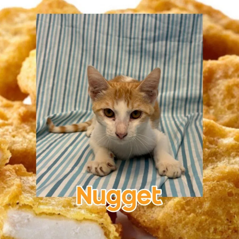 A baby small-sized male Orange / Red Domestic Short Hair cat named Nugget for adoption in Royse City, TX