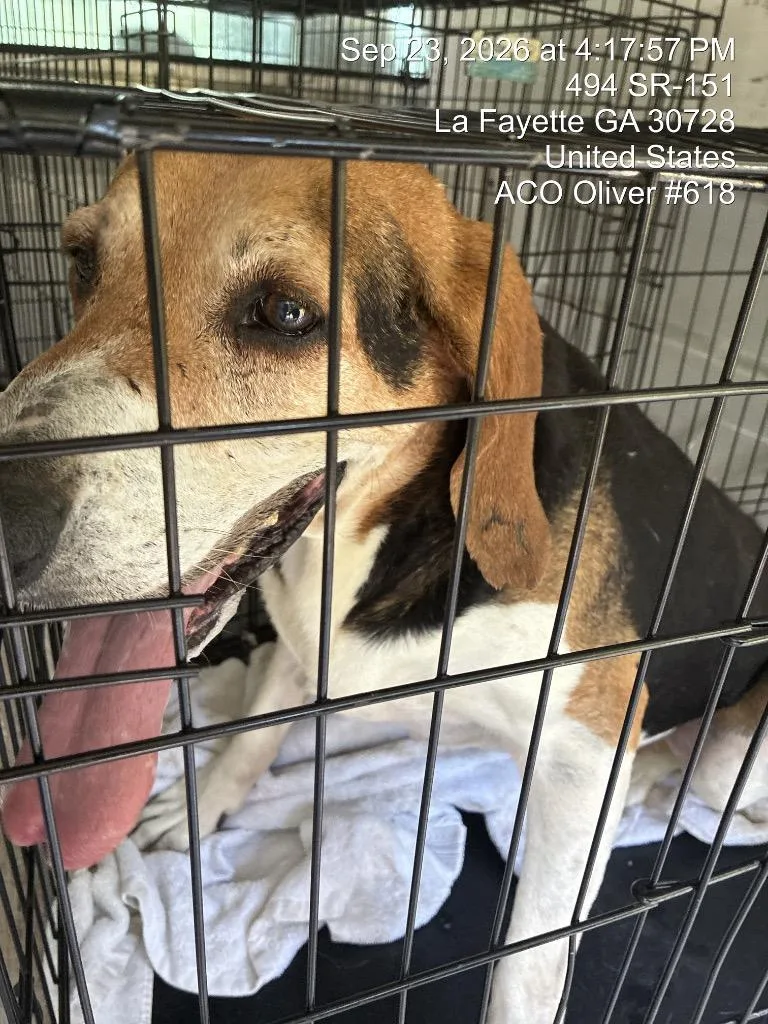 An adult large-sized male Beagle dog named CletusEOD for adoption in Chickamauga , GA
