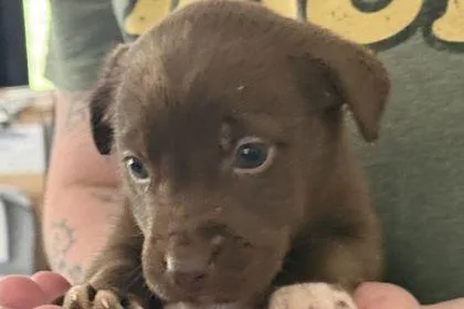 A baby small-sized female Pit Bull Terrier dog named Cootie for adoption in Westland, MI