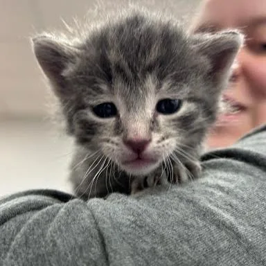 A baby small-sized female Gray / Blue / Silver Domestic Short Hair cat named Bambi for adoption in Jeffersonville, IN