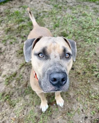 An adult medium-sized male Yellow / Tan / Blond / Fawn Catahoula Leopard Dog dog named Scrappy for adoption in Inverness, FL