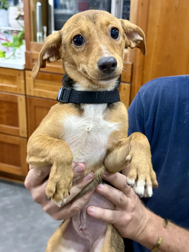 A baby small-sized female Red / Chestnut / Orange Chiweenie dog named Ghiradelli for adoption in New Orleans, LA