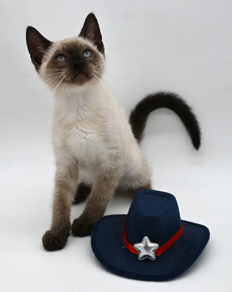 A baby medium-sized male Seal Point Siamese cat named Junior for adoption in Mobile, AL