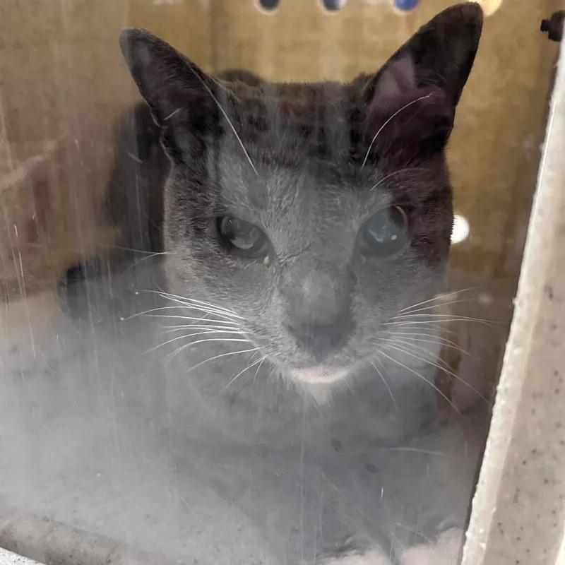 An adult medium-sized male Gray / Blue / Silver Domestic Short Hair cat named Derrick for adoption in Philadelphia, PA
