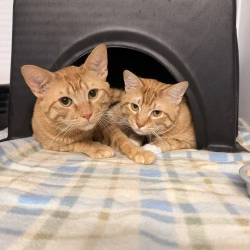 Garfield thumbnail 2