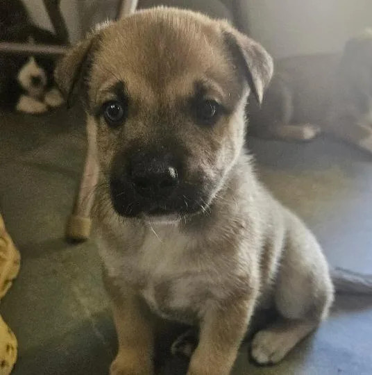 A baby medium-sized female German Shepherd Dog dog named Barbie for adoption in Naperville, IL
