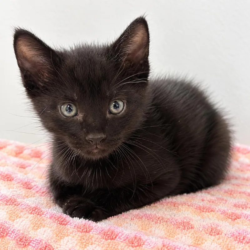 A baby small-sized male Black Domestic Short Hair cat named Electric Avenue for adoption in Austin, TX