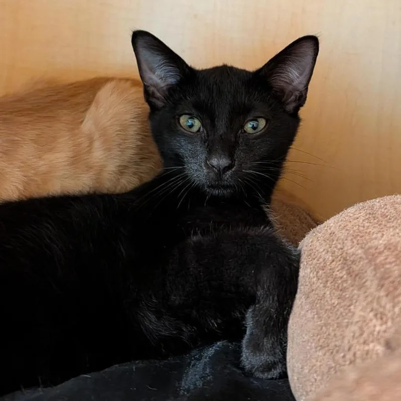A baby small-sized male Black Domestic Short Hair cat named Beau for adoption in Washington Township, OH