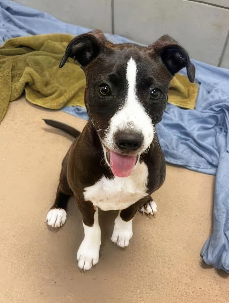 A baby medium-sized female Black Mixed Breed dog named Crescent for adoption in Nashville, TN