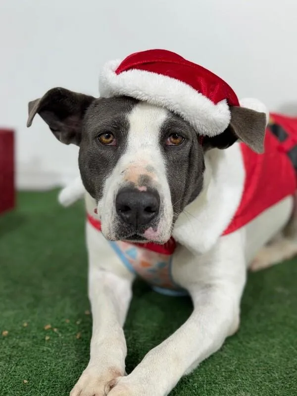 A young large-sized female White / Cream Pit Bull Terrier dog named Susan for adoption in Carlsbad, CA