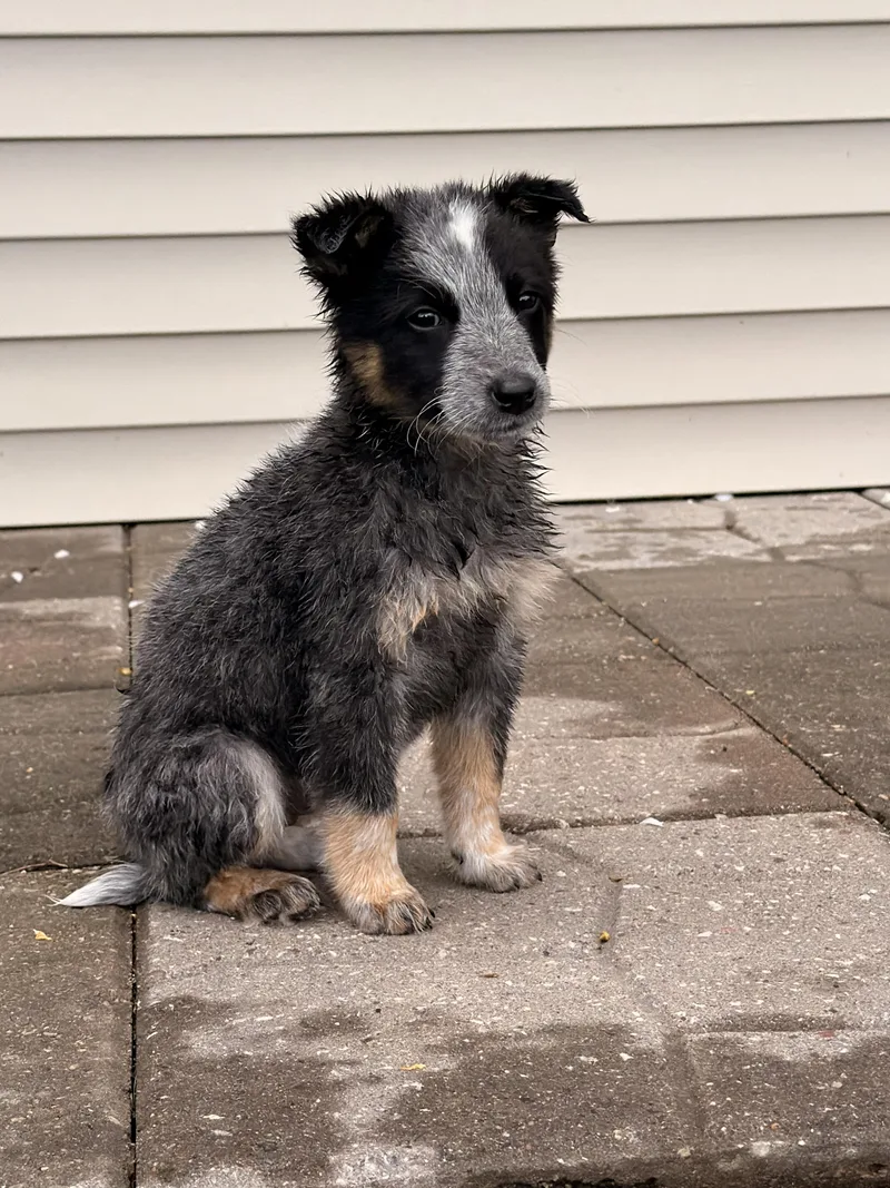 A baby medium-sized female Merle (Blue) Australian Cattle Dog / Blue Heeler dog named Dora for adoption in North Freedom, WI