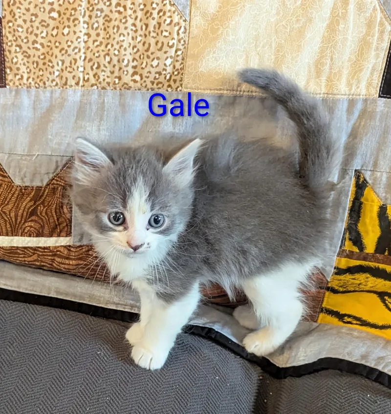 Gale