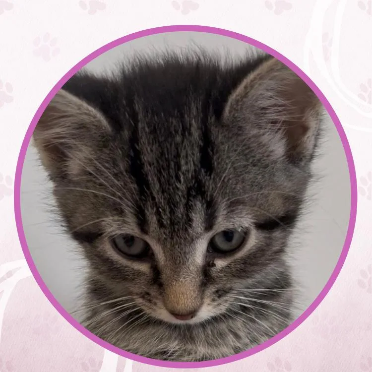 A baby small-sized female Tabby (Brown / Chocolate) Domestic Short Hair cat named Campari Spritz for adoption in Toms River, NJ