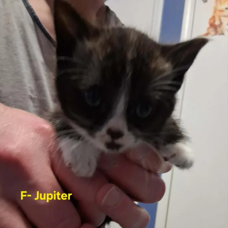 A baby small-sized female Black Domestic Short Hair cat named Jupiter C for adoption in Princeton, MN