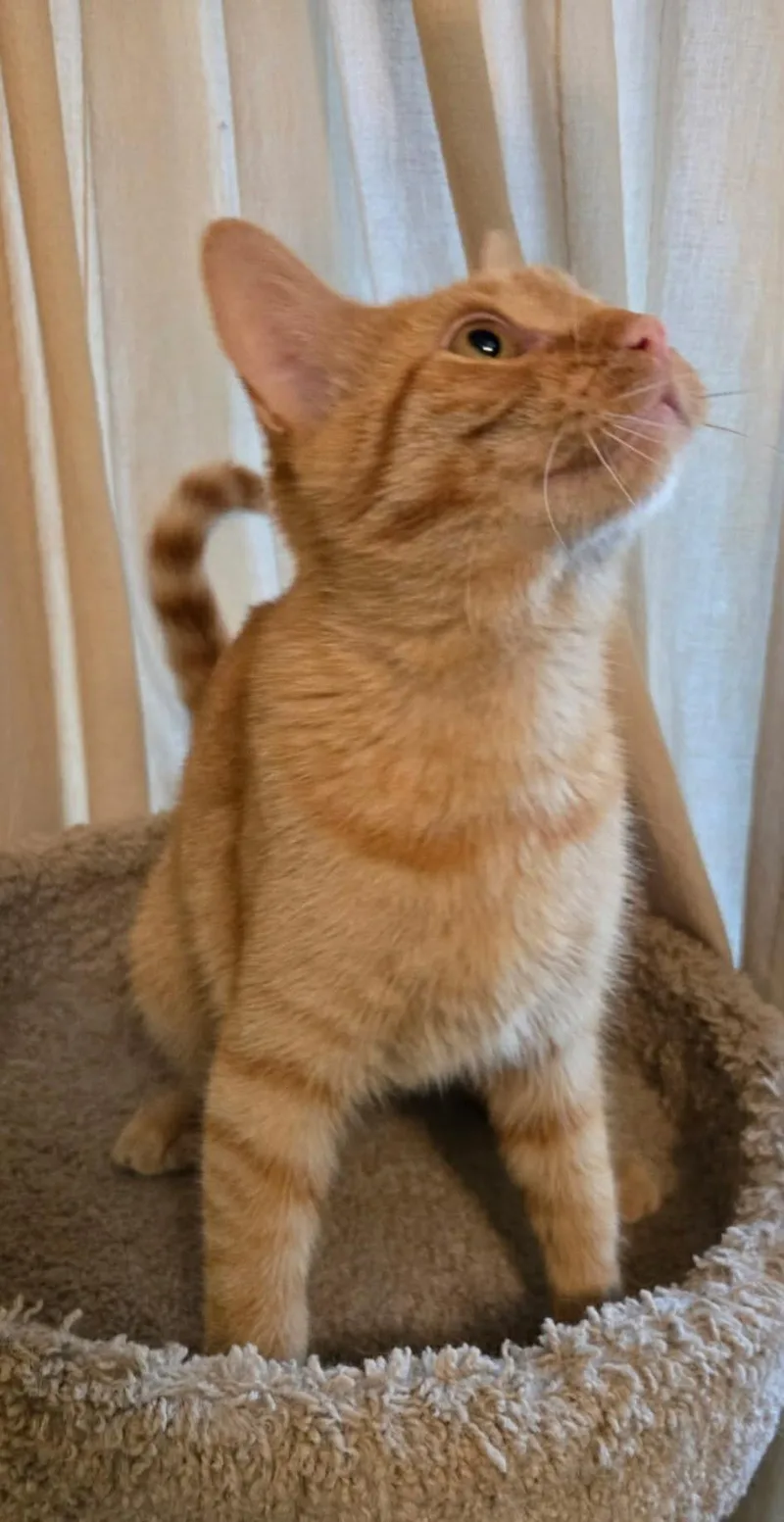 Mango Tango