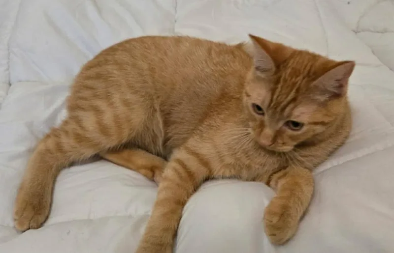 Mango Tango thumbnail 3