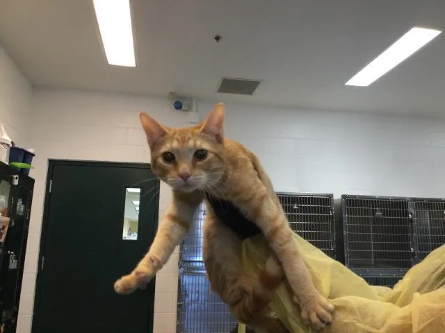 A young small-sized male Domestic Short Hair cat named Persimmon for adoption in Thousand Palms, CA