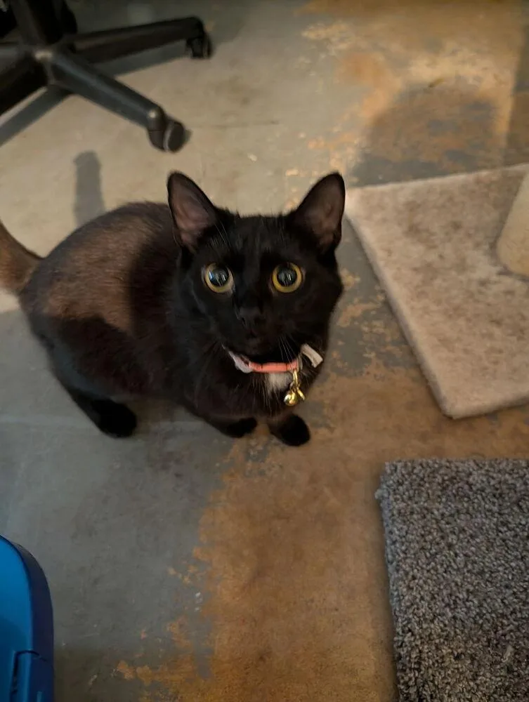 A young medium-sized female Black & White / Tuxedo Domestic Short Hair cat named Juno for adoption in Kannapolis, NC