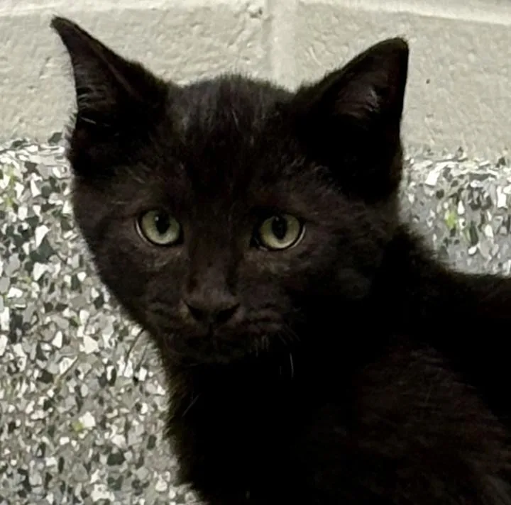 A baby medium-sized male Black Domestic Short Hair cat named Marceline for adoption in Jackson, MI