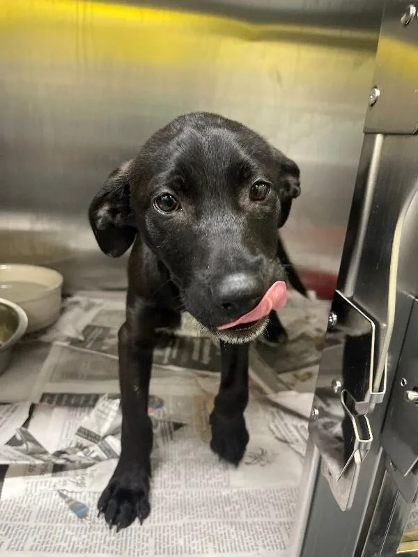 A young medium-sized female Black Labrador Retriever dog named Allie for adoption in Jackson, TN