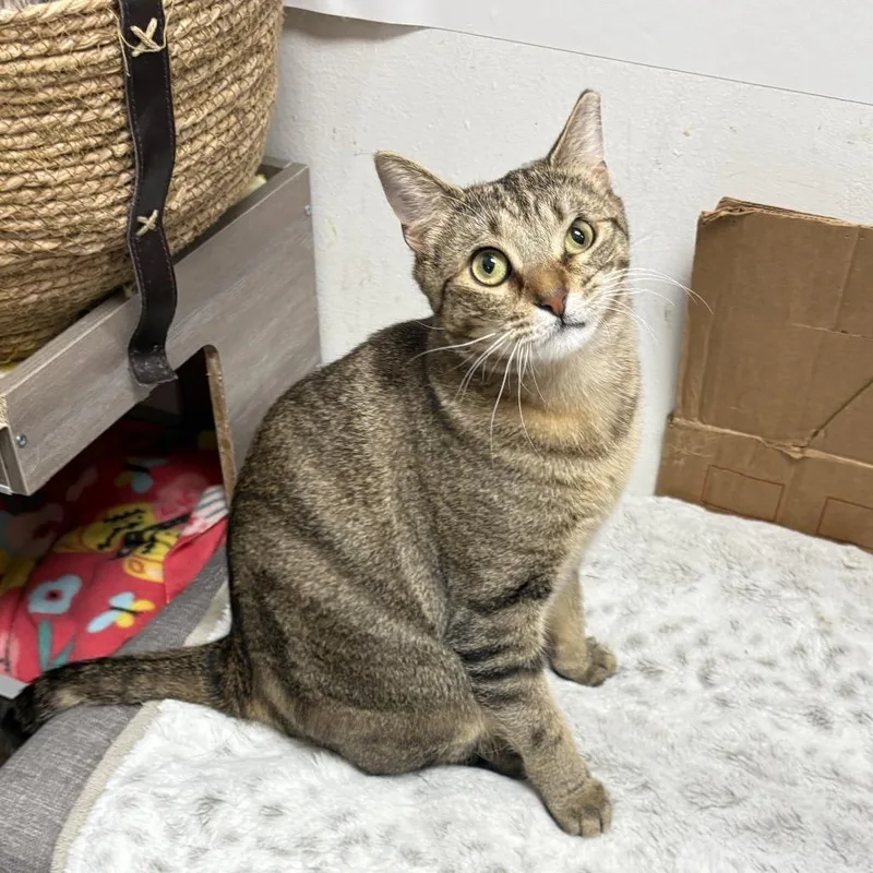 An adult small-sized female Brown / Chocolate Domestic Short Hair cat named Louanne for adoption in Houston, TX