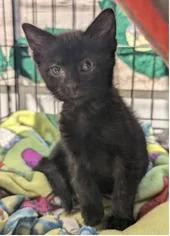 A baby medium-sized male Domestic Short Hair cat named Reggie for adoption in St. Cloud, MN