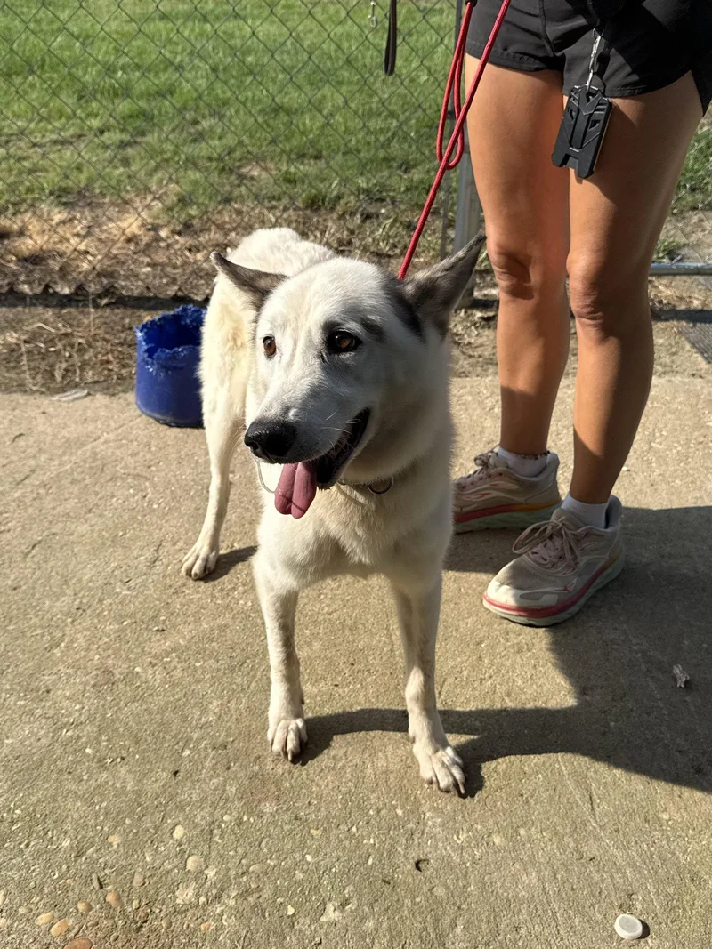 An adult medium-sized male Husky dog named Nieves for adoption in Washington, DC