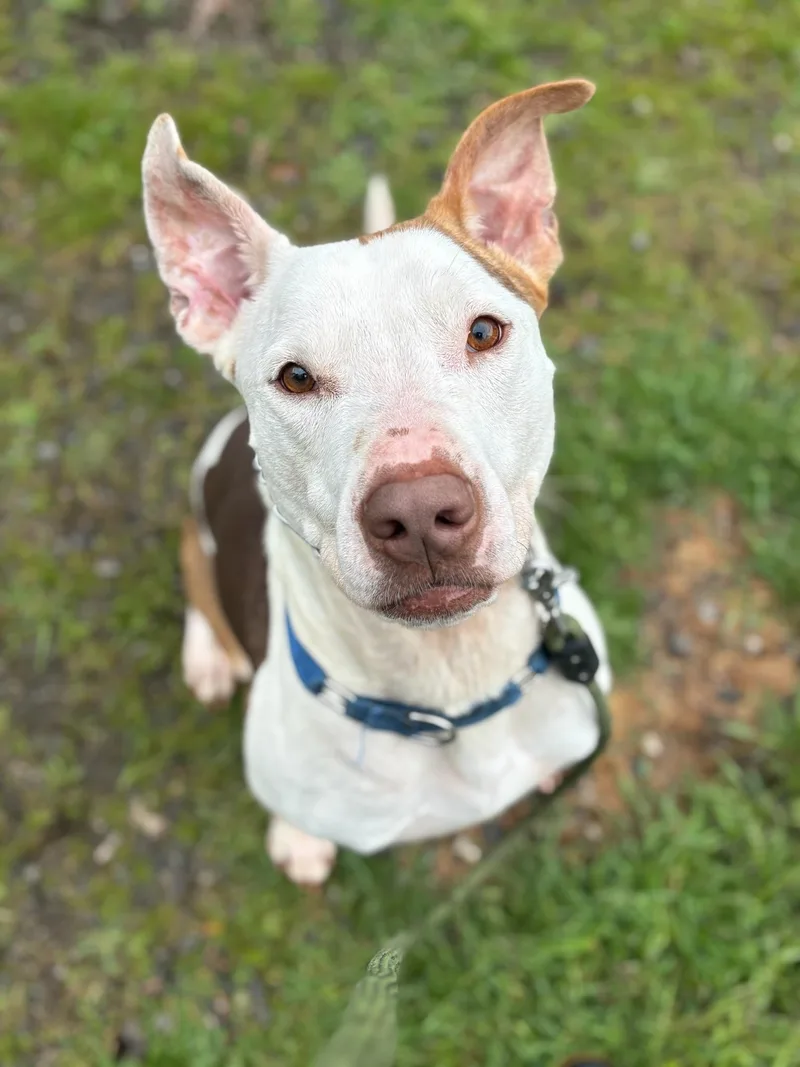 A young large-sized male Staffordshire Bull Terrier dog named Ben for adoption in santa monica, CA