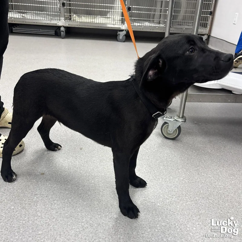 A baby large-sized male Labrador Retriever dog named Hefty for adoption in Washington, DC