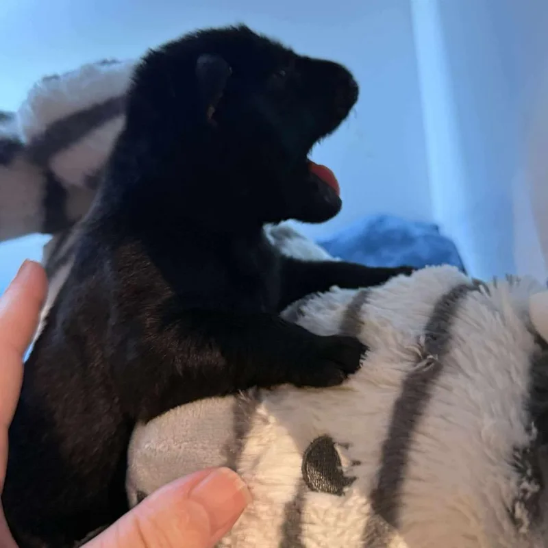 A young small-sized female Black German Shepherd Dog dog named Pip for adoption in Farmersville, OH