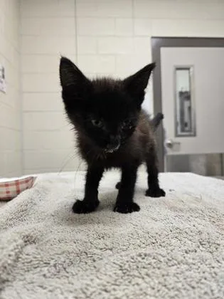 A baby small-sized female Domestic Short Hair cat named Fish for adoption in Westland, MI