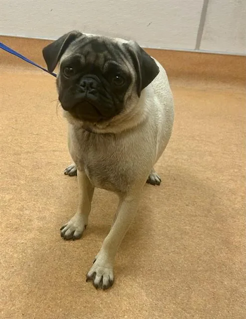 A young small-sized female Pug dog named Sweet Tea for adoption in Martinez, CA