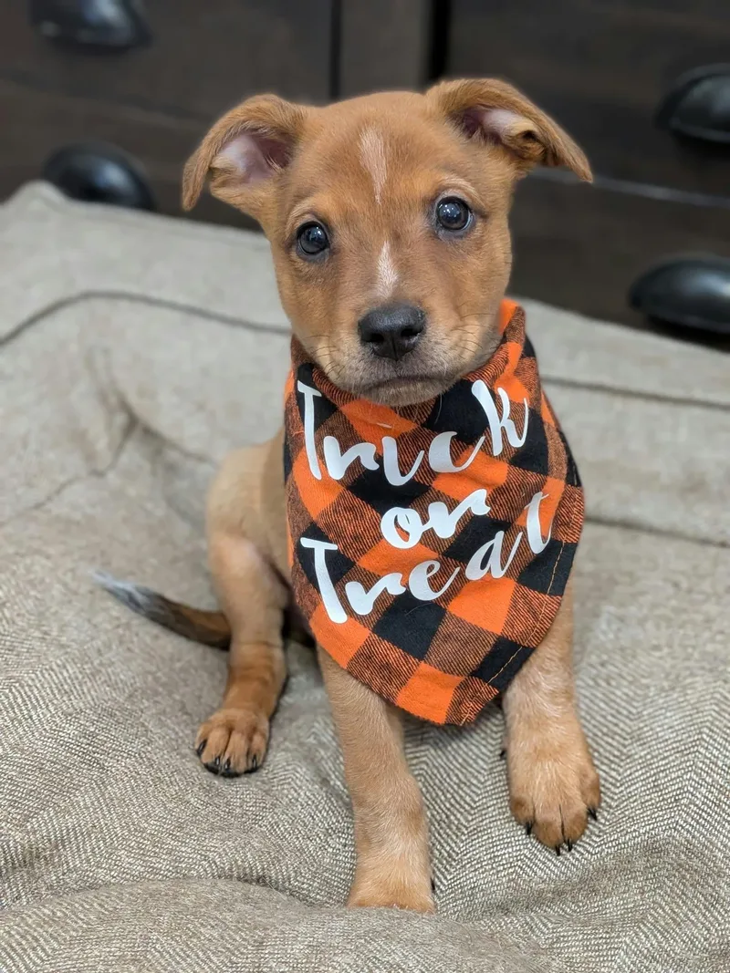 A baby medium-sized male Australian Cattle Dog / Blue Heeler dog named Rusty for adoption in Las Vegas, NV