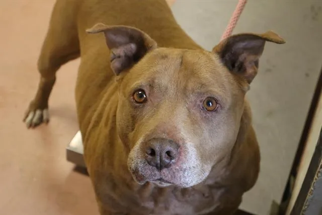 A senior large-sized female Mixed Breed dog named Koko for adoption in Columbia, SC