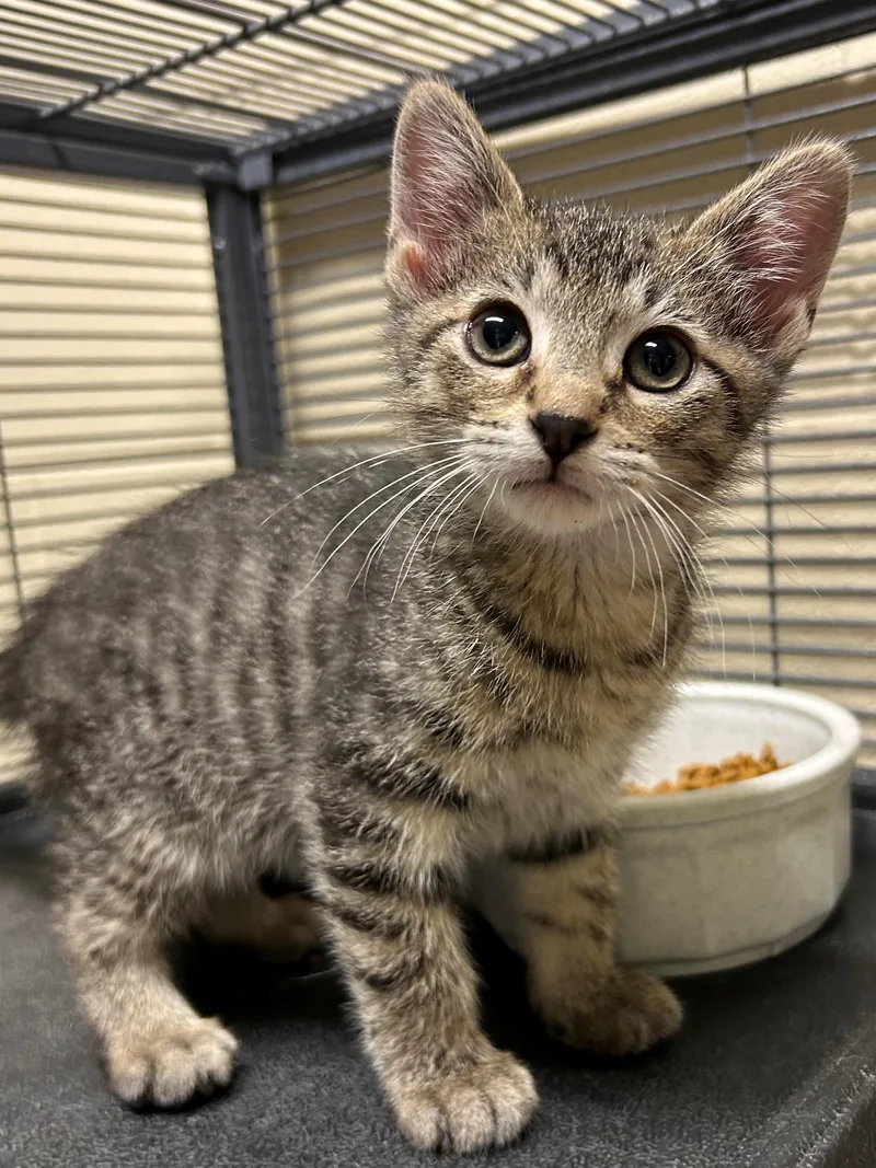 Nova