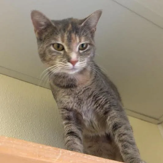 A baby medium-sized female Gray / Blue / Silver Domestic Short Hair cat named Galaxy for adoption in Blairsville, GA