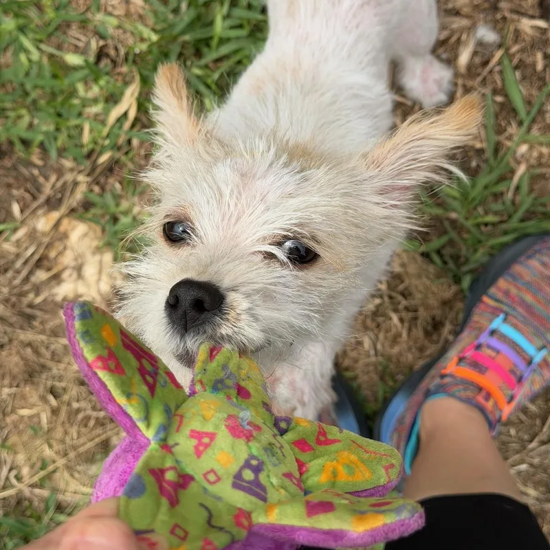 A baby small-sized female White / Cream West Highland White Terrier / Westie dog named Kiki Is Adorkable for adoption in Lockhart, TX