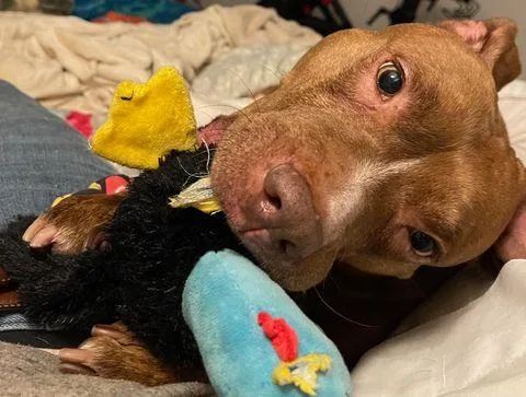An adult medium-sized female Red / Chestnut / Orange Pit Bull Terrier dog named Athena for adoption in New York, NY