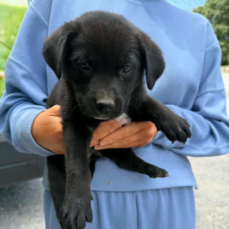 A baby medium-sized male Black Labrador Retriever dog named Ny Pax Avail May for adoption in Stormville, NY