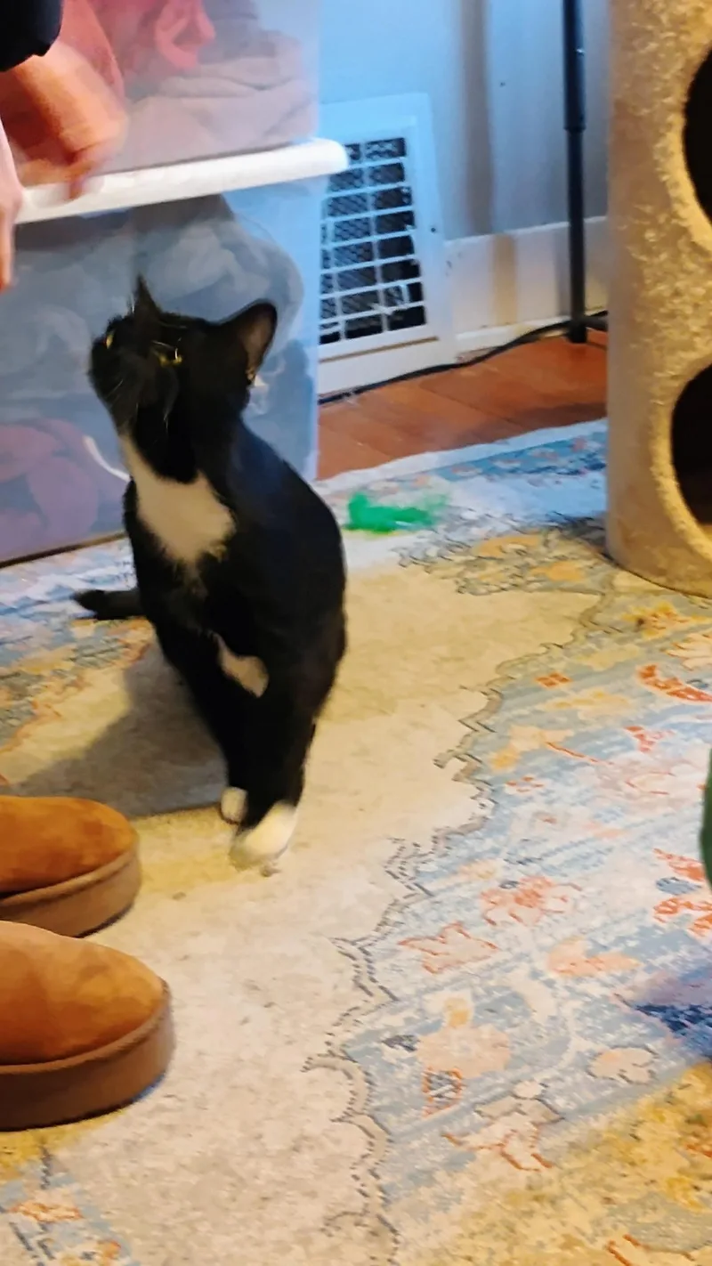 Mama Mia thumbnail 2