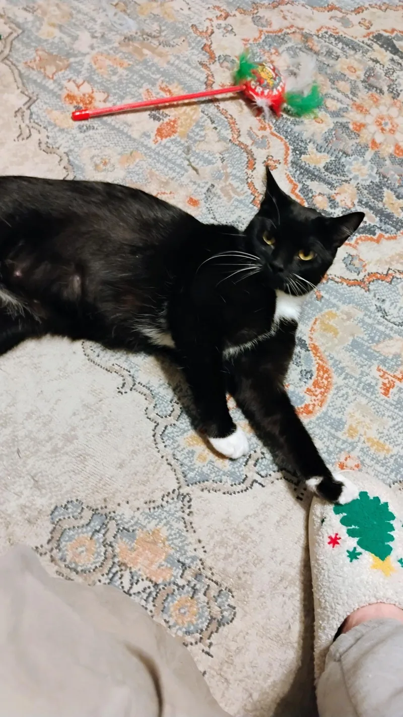 Mama Mia thumbnail 3