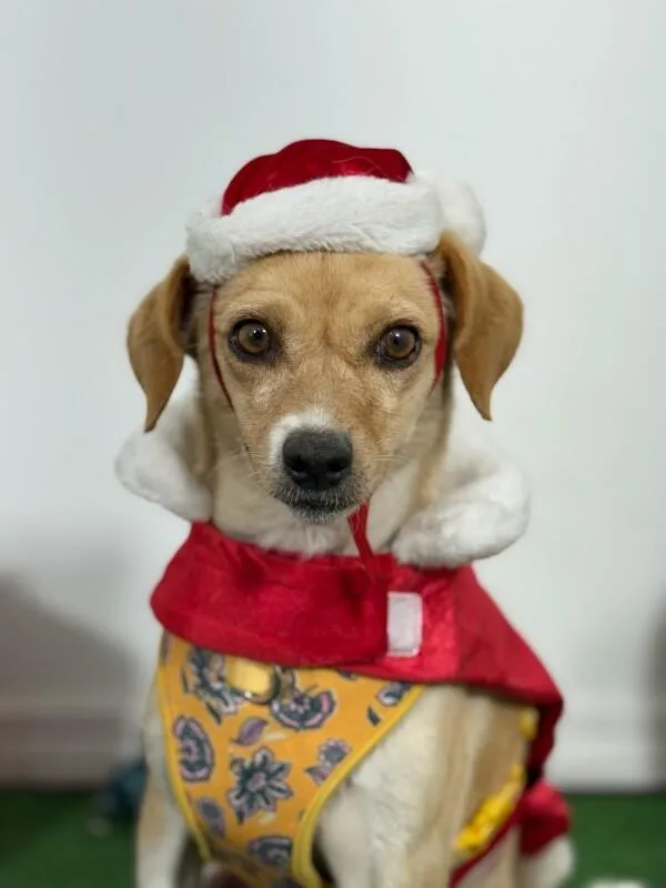 A young small-sized female Brown / Chocolate Chihuahua dog named Blossom for adoption in Carlsbad, CA