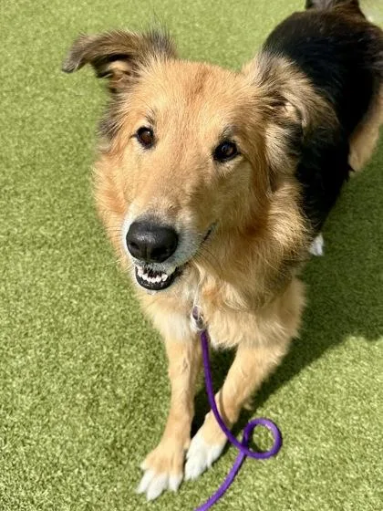 An adult large-sized male Black Mixed Breed dog named Mando for adoption in Wichita, KS