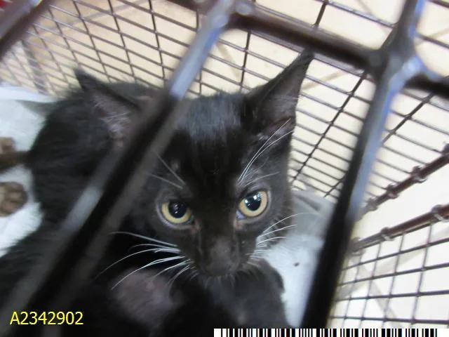 A baby small-sized female Domestic Short Hair cat named Clarisa for adoption in West Palm Beach, FL